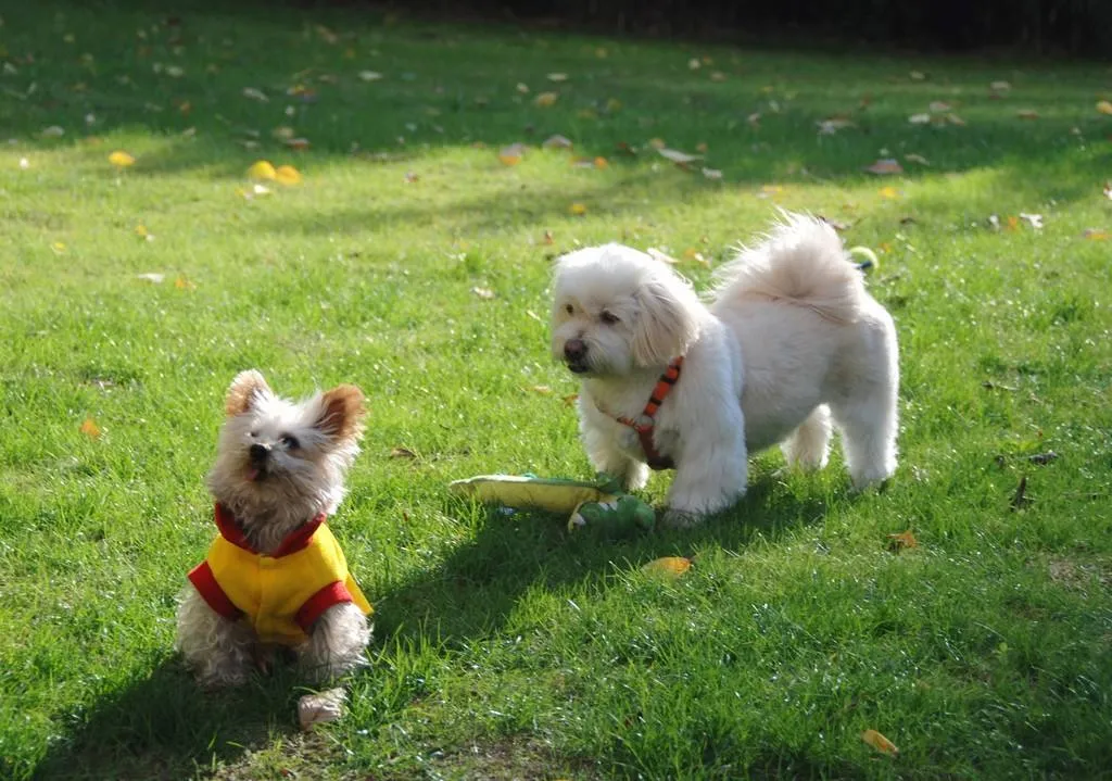 pee pads for humans pee pads for humans